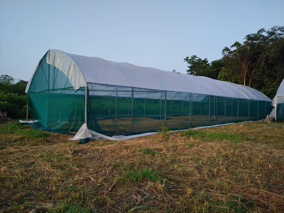 Azaguié — four 250 m² greenhouses
