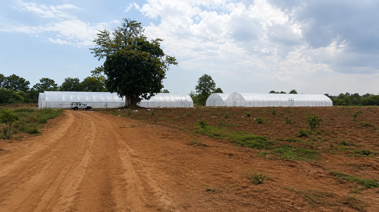 Odienné — four 500 m² greenhouses